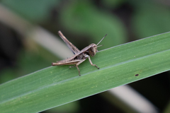 Acrididae
