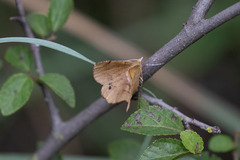 Lepidoptera