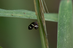 Insecta