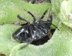 Cydnus aterrimus