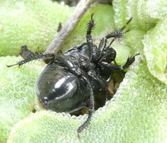 Cydnus aterrimus