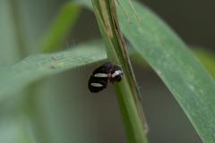 Insecta