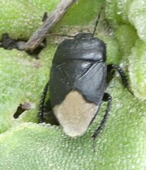 Cydnus aterrimus