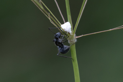 Polyrhachis schistacea