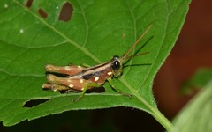 Syntomacris guttulosa