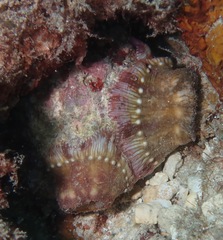 Dardanus gemmatus