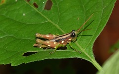 Syntomacris guttulosa