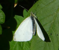 Pieris rapae