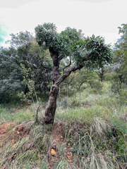 Cussonia