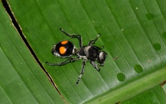 Traumatomutilla incerta