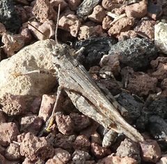 Acrotylus insubricus