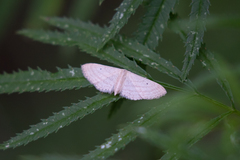 Lepidoptera