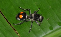 Traumatomutilla incerta