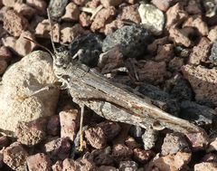 Acrotylus insubricus