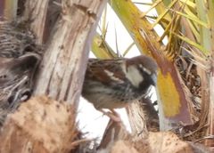 Passer hispaniolensis