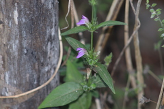 Dicliptera resupinata