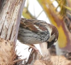 Passer hispaniolensis
