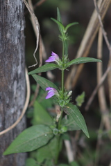 Dicliptera resupinata