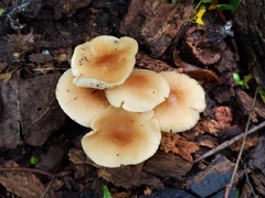 Marasmius cystidiosus