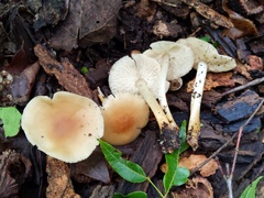 Marasmius cystidiosus