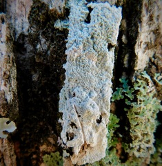 Phlyctis boliviensis