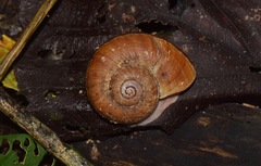 Aperostoma