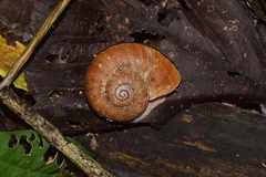 Aperostoma