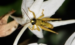 Ommatolampis perspicillata