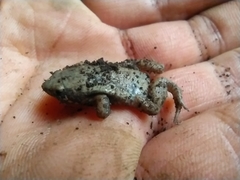 Gastrophryne elegans