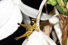 Ommatolampis perspicillata