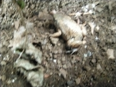 Gastrophryne elegans