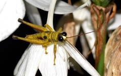 Ommatolampis perspicillata