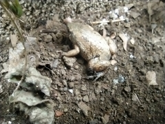 Gastrophryne elegans