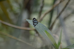 Ithomia drymo