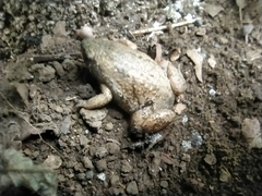 Gastrophryne elegans