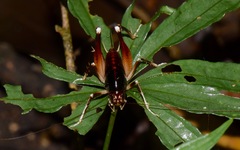 Anabropsinae