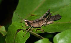 Phaeoparia