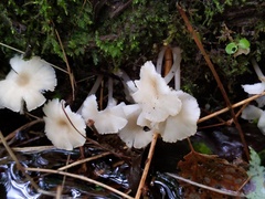 Clitocybula abundans