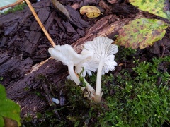 Clitocybula abundans