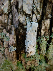 Phlyctis boliviensis