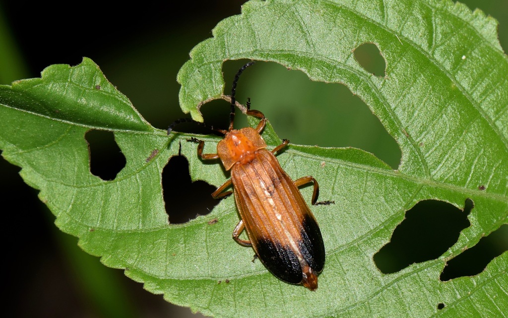 Click, Firefly, and Soldier Beetles from Limoncocha, Shushufindi