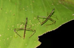 Proscopiinae