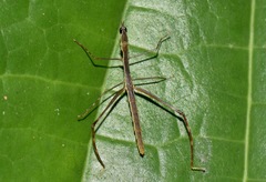 Proscopiinae