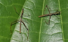 Proscopiinae