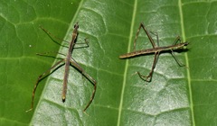 Proscopiinae