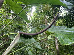 Anthurium grandifolium