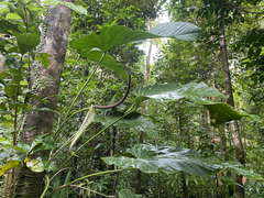 Anthurium grandifolium