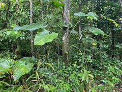 Anthurium grandifolium