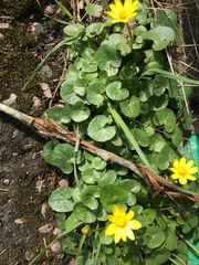Ficaria verna