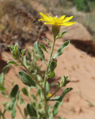 Heterotheca polothrix